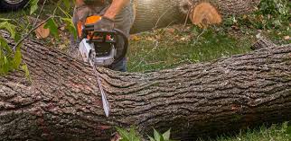 Lyons, OR Tree Services Company