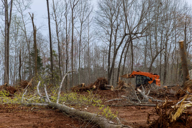 Best Firewood Processing and Delivery  in Lyons, OR