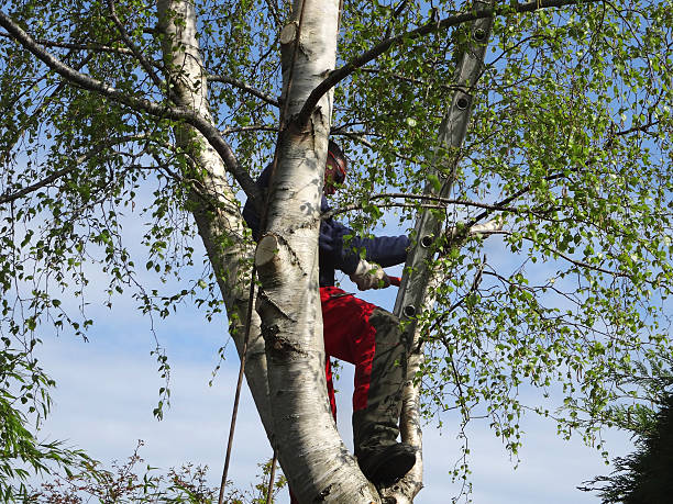 Best Fruit Tree Pruning  in Lyons, OR